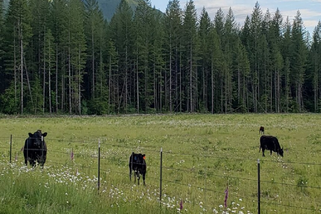 Americanalpsranch